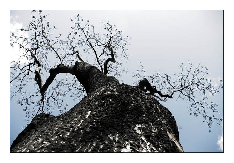 erdverbunden in den himmel strebend