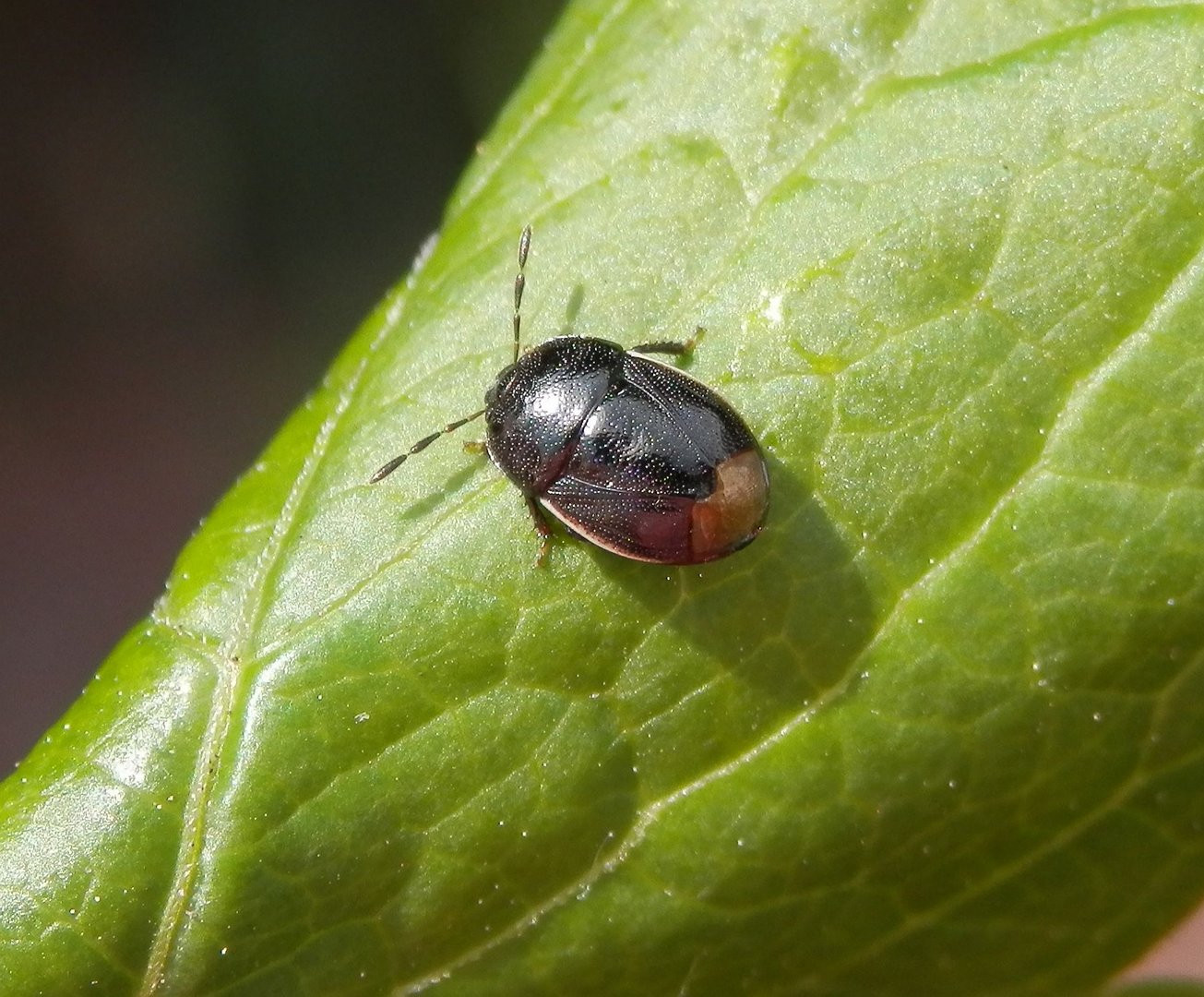 Erdwanze Sehirus luctuosus