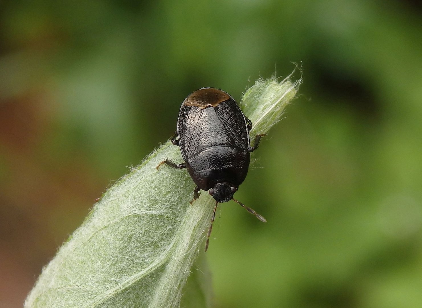 Erdwanze Sehirus luctuosus