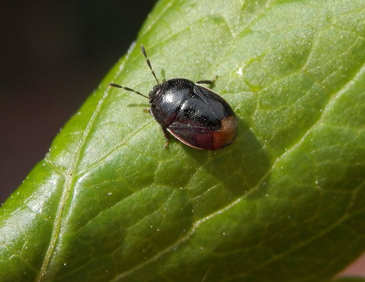 Erdwanze Sehirus luctuosus