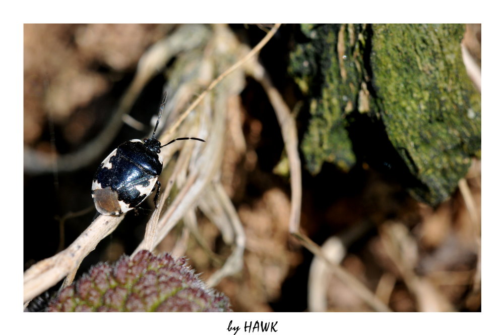 Erdwanze (Tritometas Bicolor)