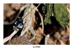 Erdwanze (Tritometas Bicolor)
