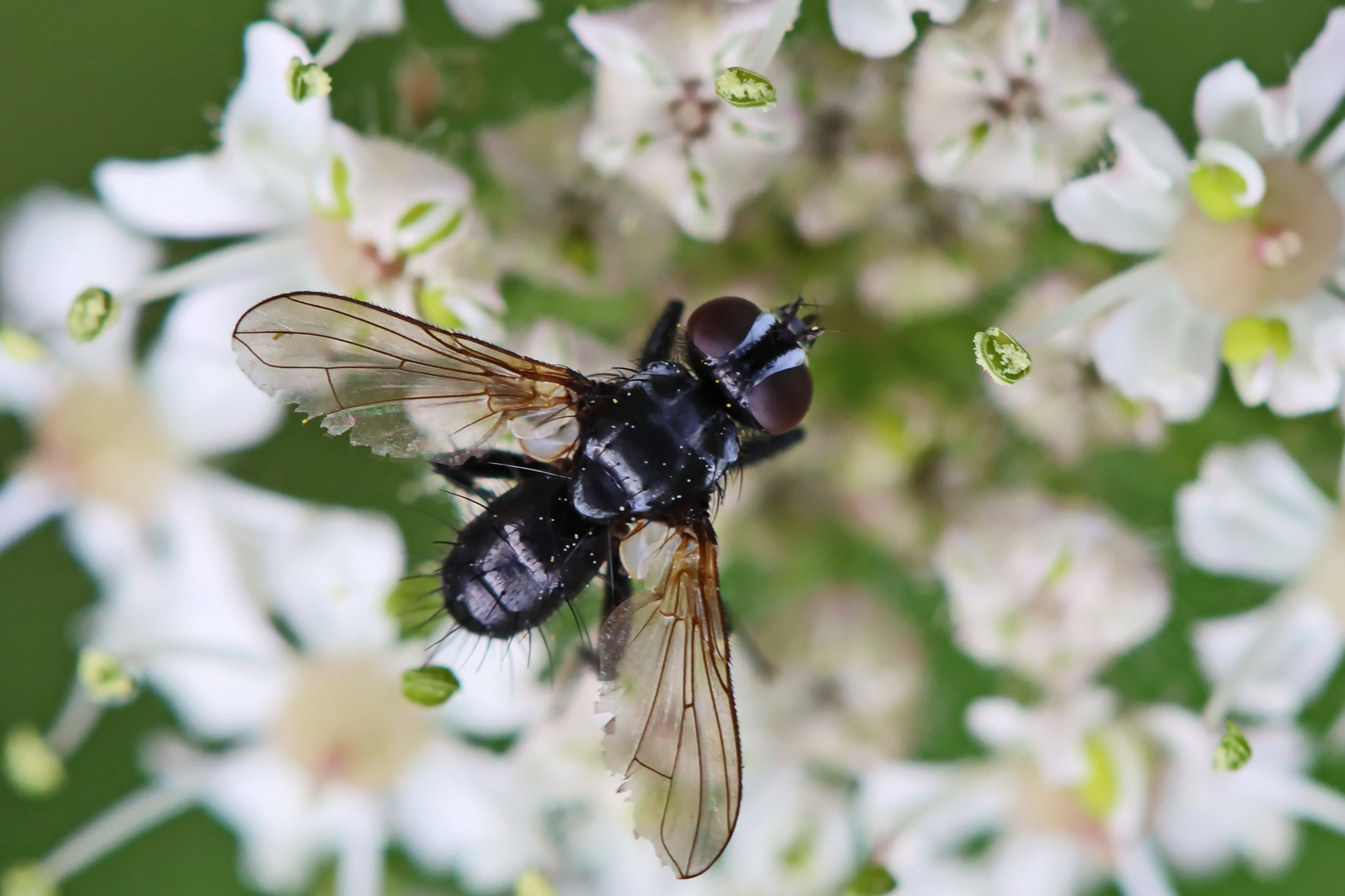 Erdwanzenfliege (Phania funesta)