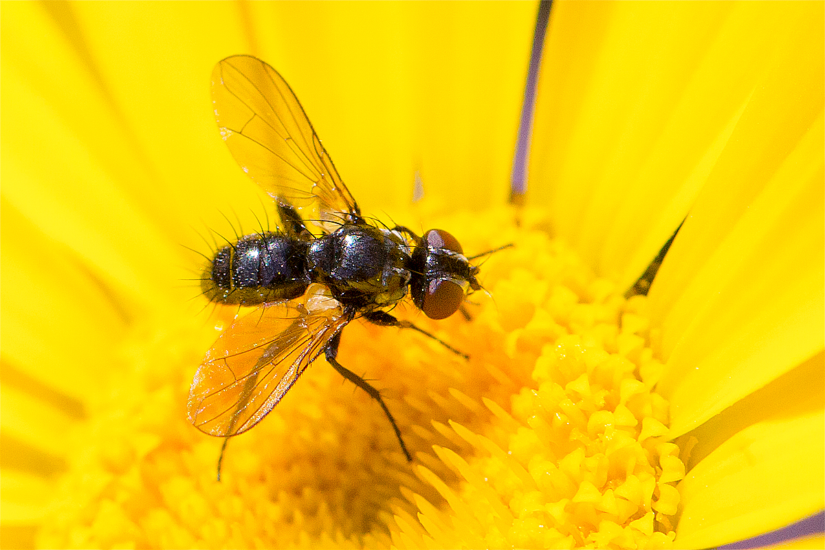 Erdwanzenfliege (Phania funesta) - ein Endoparasit