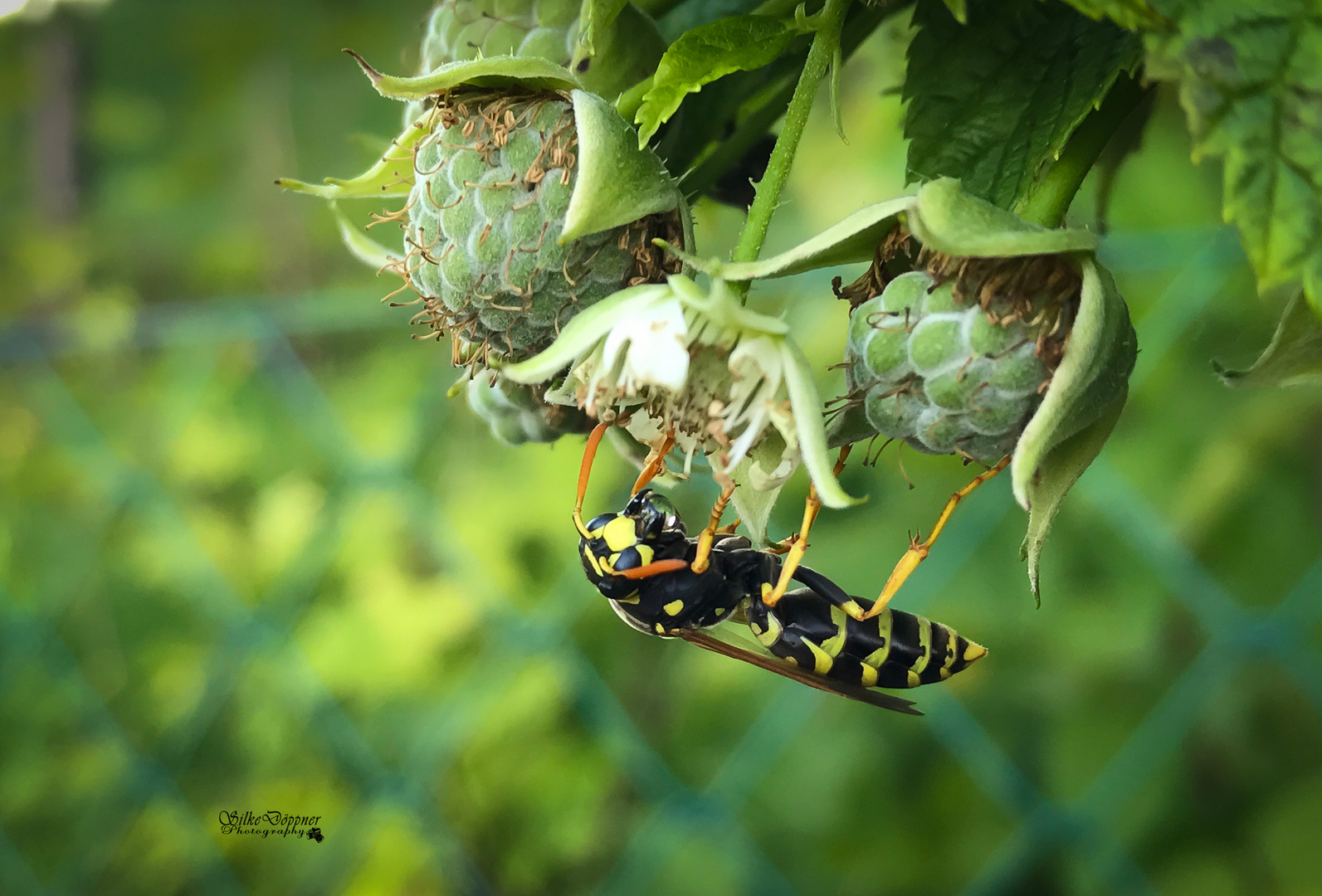 Erdwespe Foto & Bild | tiere, wildlife, insekten Bilder auf fotocommunity