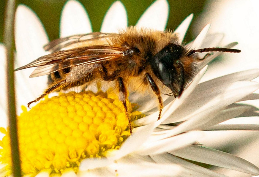 Erdwespe auf der Gänseblümchenblüte