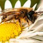 Erdwespe auf der Gänseblümchenblüte