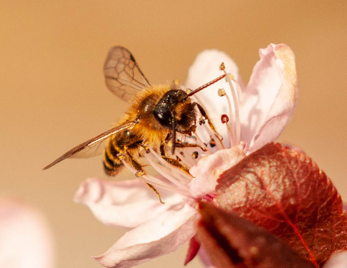 Erdwespe in der Blutpflauenblüte 1