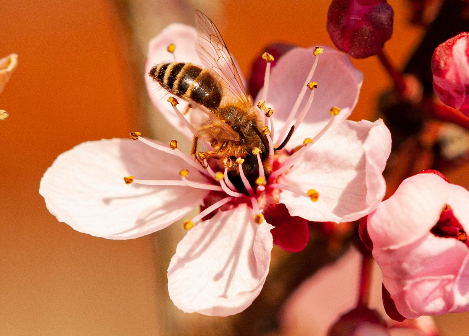 Erdwespe in der Blutpflauenblüte 2