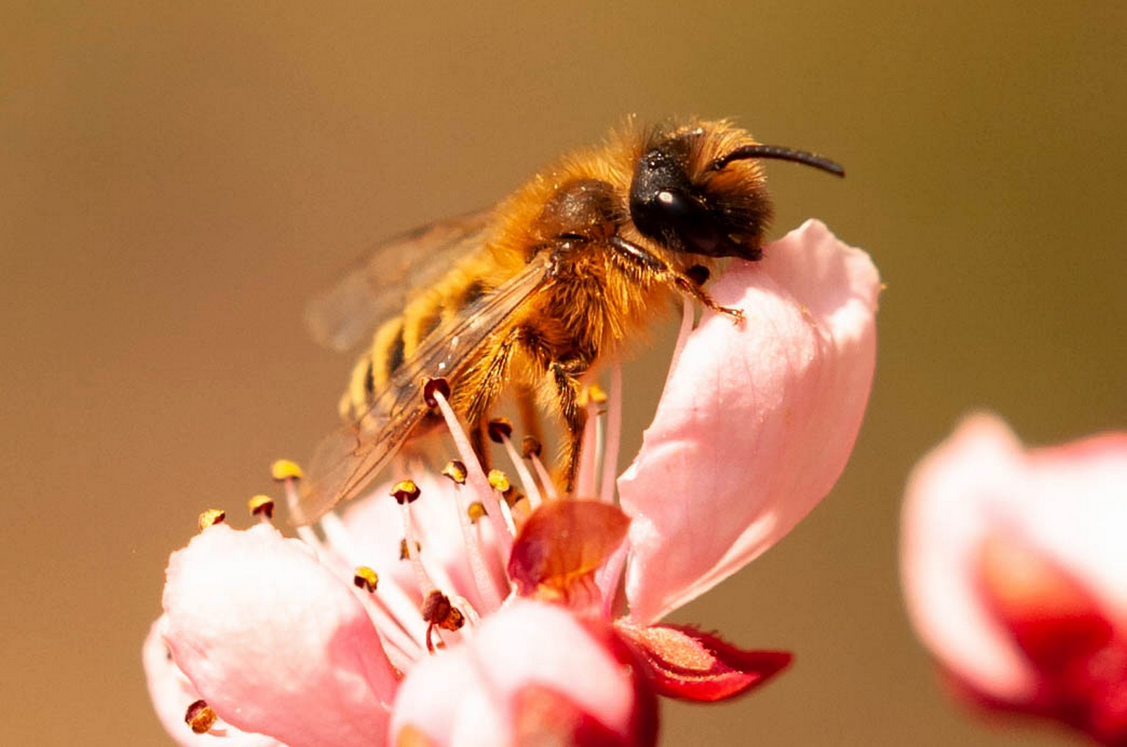 Erdwespe in der Blutpflauenblüte 4