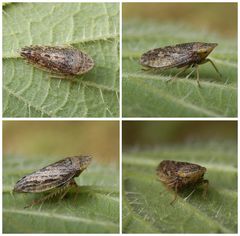 Erdzikade (Aphrodes sp.) auf Brennnessel