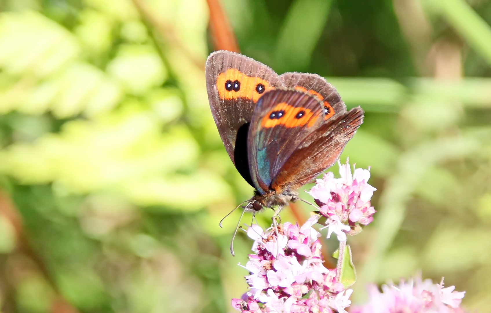 Erebia aethiops