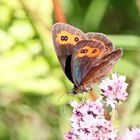 Erebia aethiops