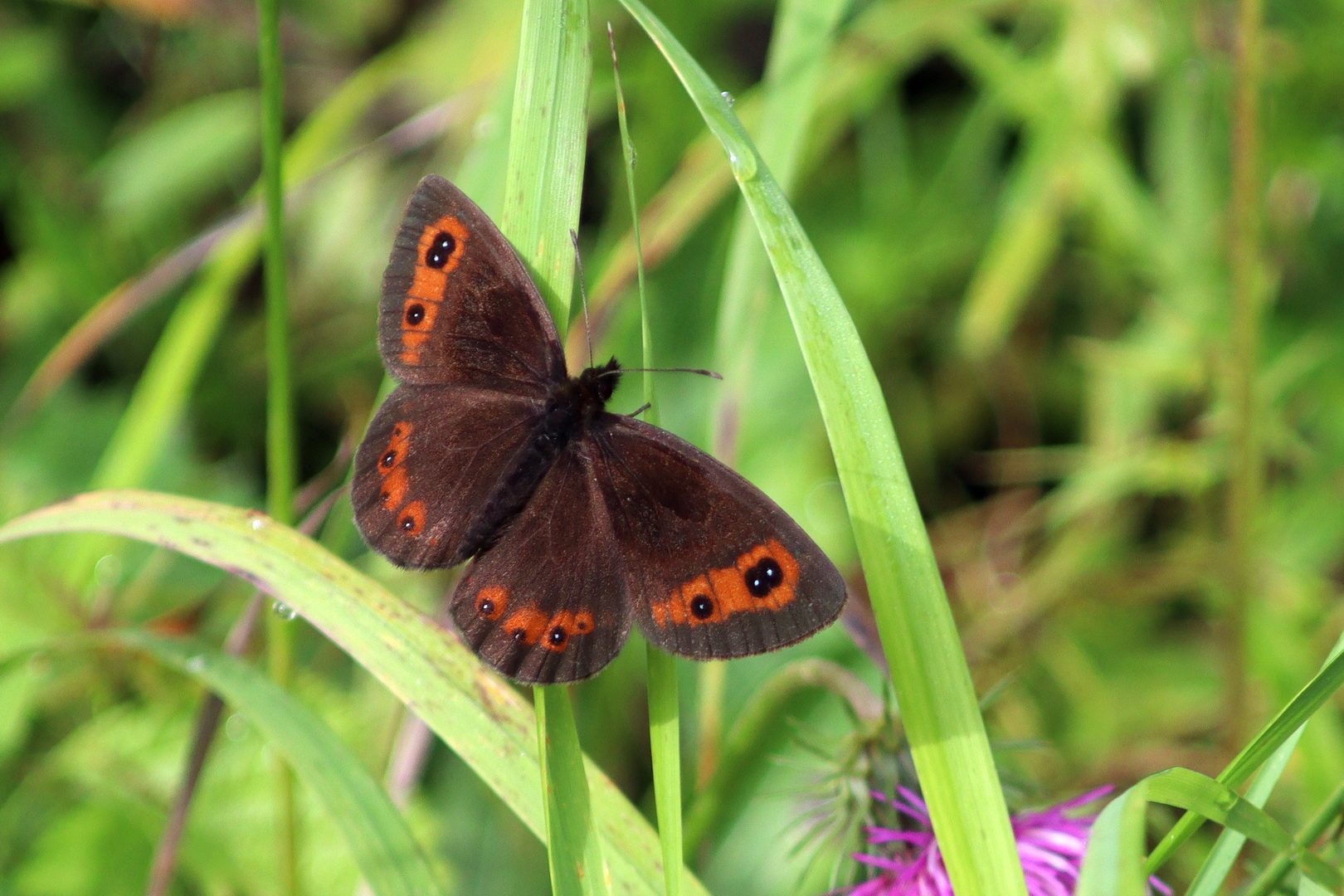 Erebia aethiops