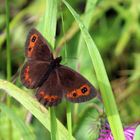 Erebia aethiops