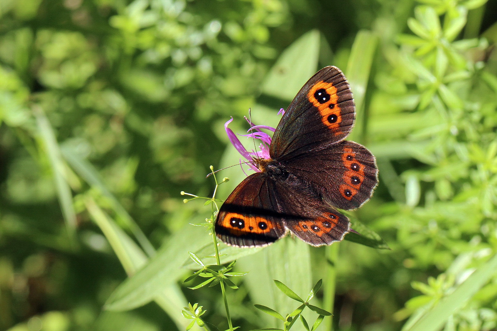 Erebia aethiops