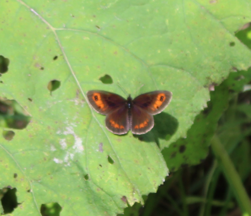 Erebia aethiops