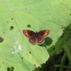 Erebia aethiops