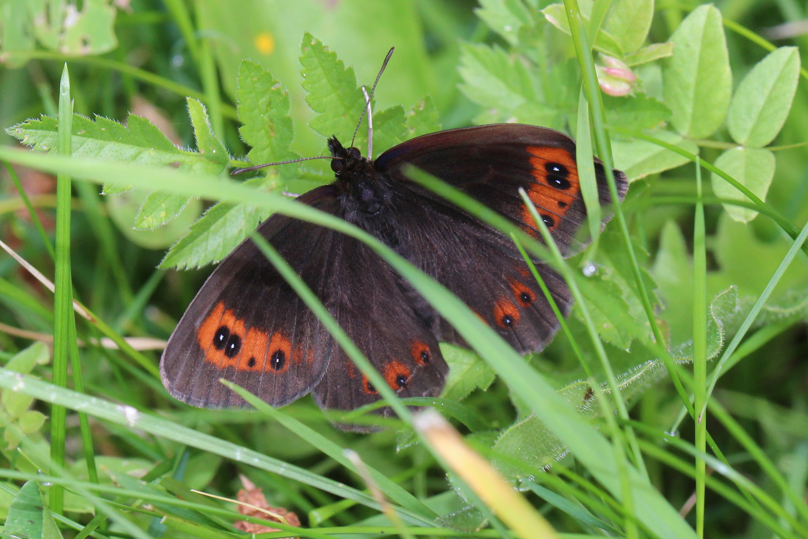 Erebia aethiops