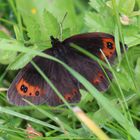 Erebia aethiops