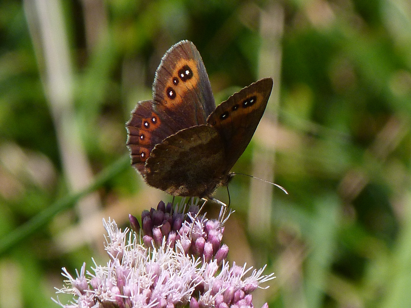 Erebia aethiops: Weibchen