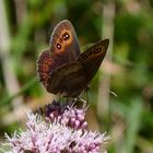 Erebia aethiops: Weibchen