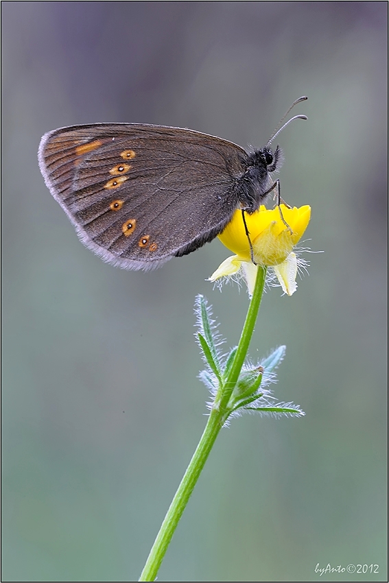 Erebia alberganus