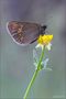 Erebia alberganus von Antonio Morri 