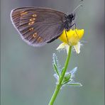 Erebia alberganus