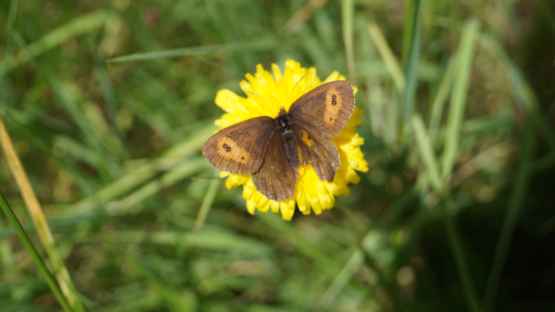 Erebia