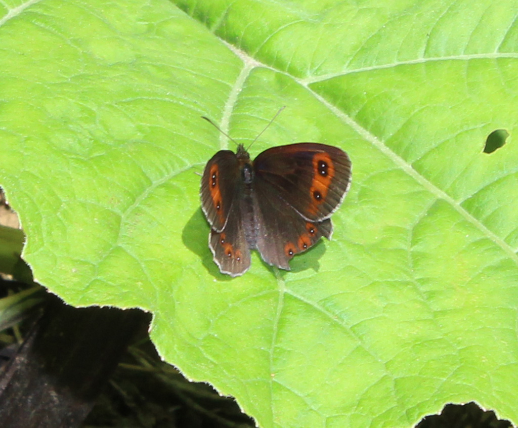 Erebia Erebia aethiops