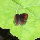 Erebia Erebia aethiops