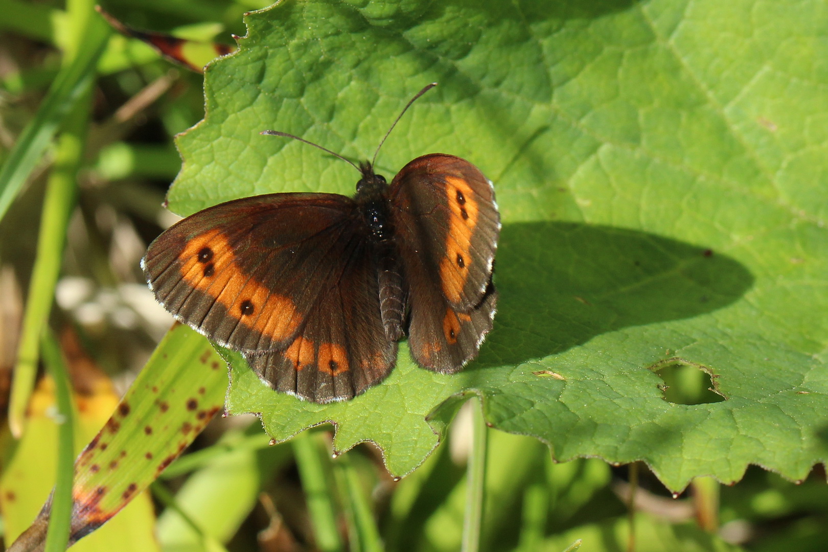 Erebia euryale