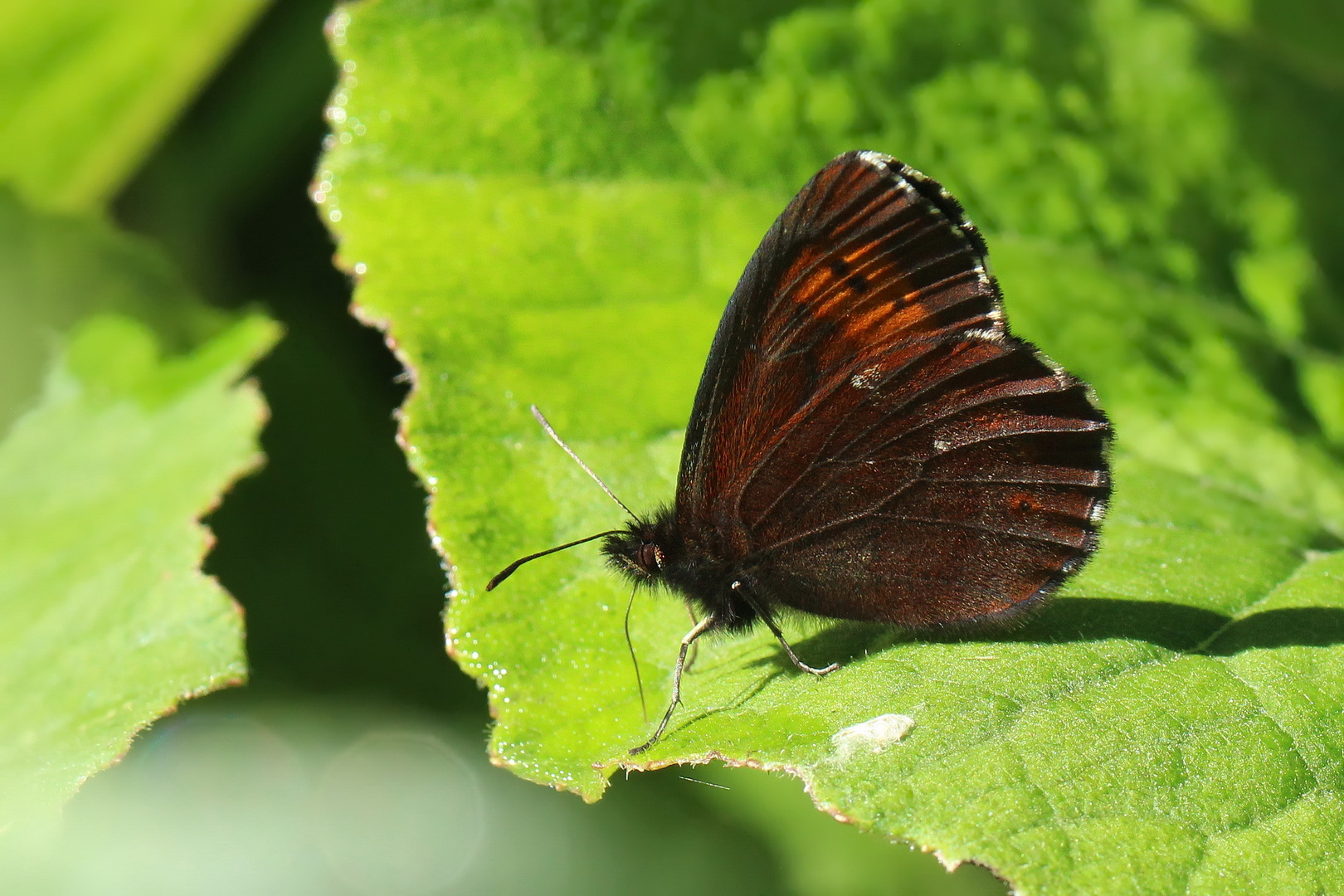 Erebia euryale