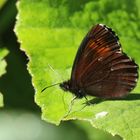 Erebia euryale