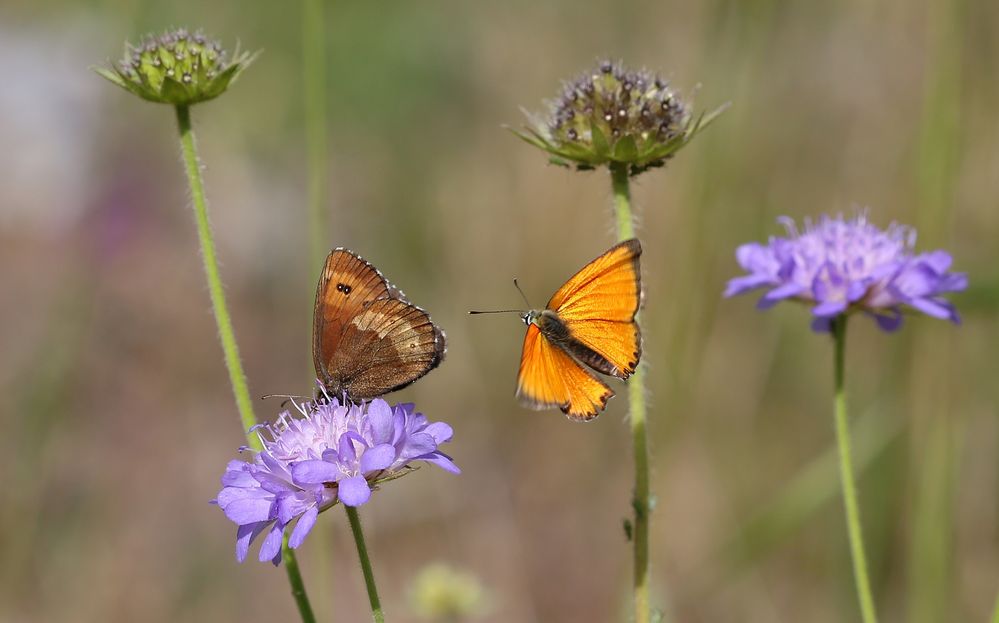 Erebia euryale bekommt Besuch Foto & Bild tiere, wildlife