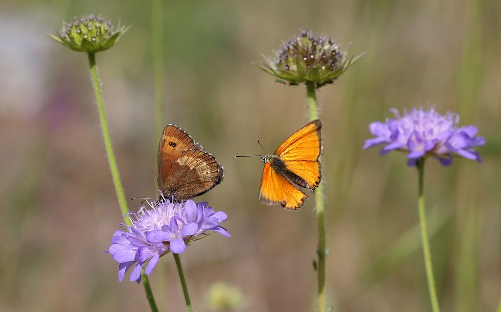 Erebia euryale bekommt Besuch