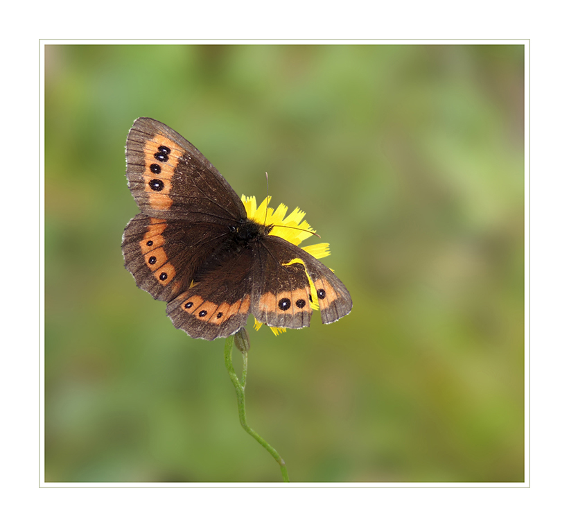 Erebia-euryale - Berg-Mohrenfalter