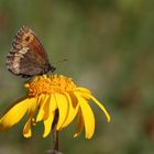 Erebia euryale