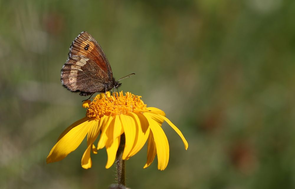 Erebia euryale