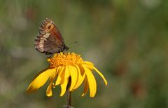 Erebia euryale