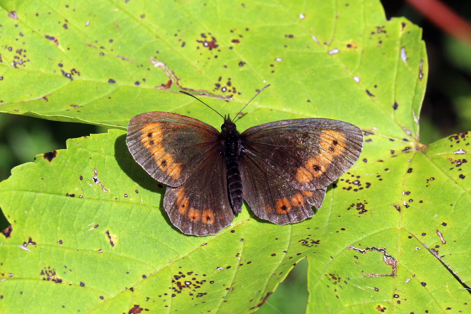 Erebia euryale ssp. isarica