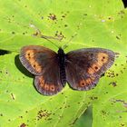 Erebia euryale ssp. isarica