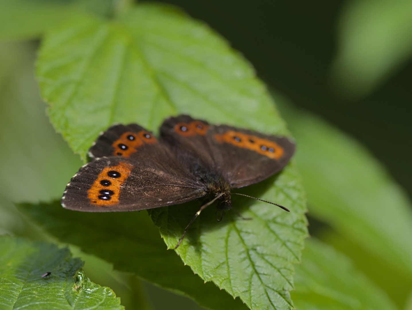 Erebia