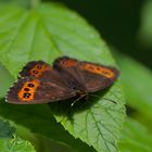 Erebia