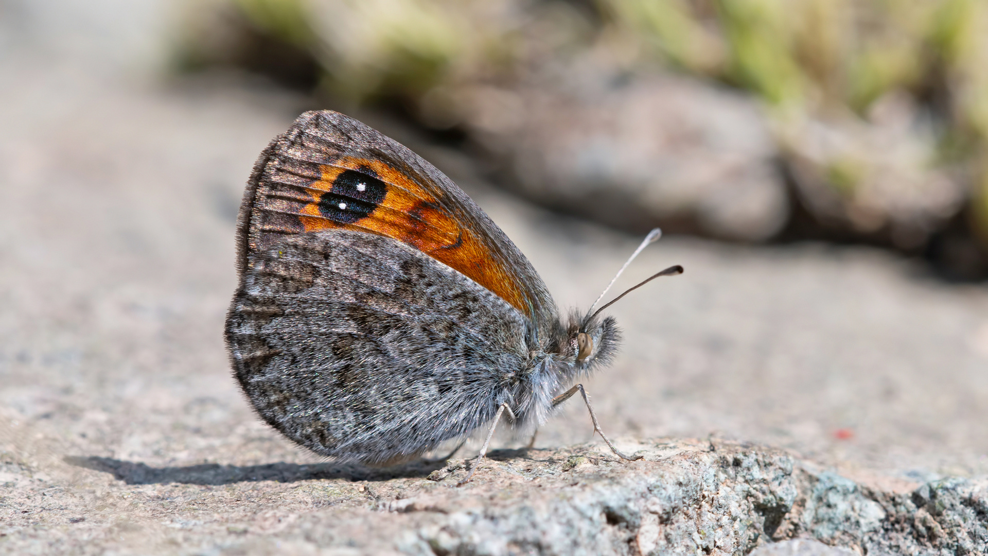 Erebia graucasica