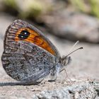 Erebia graucasica