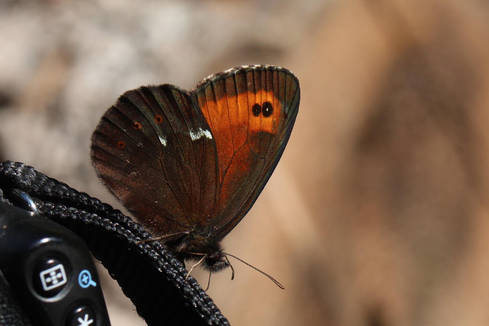 Erebia ligea