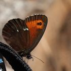 Erebia ligea