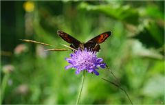 Erebia ligea